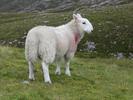 024Applecross