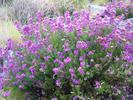 037WesterRoss