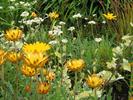 042Inverewe