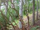 046Inverewe