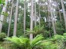 047Inverewe